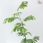 Cojoba Arborea P300《小豆树》
