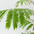 Cojoba Arborea P300《小豆树》