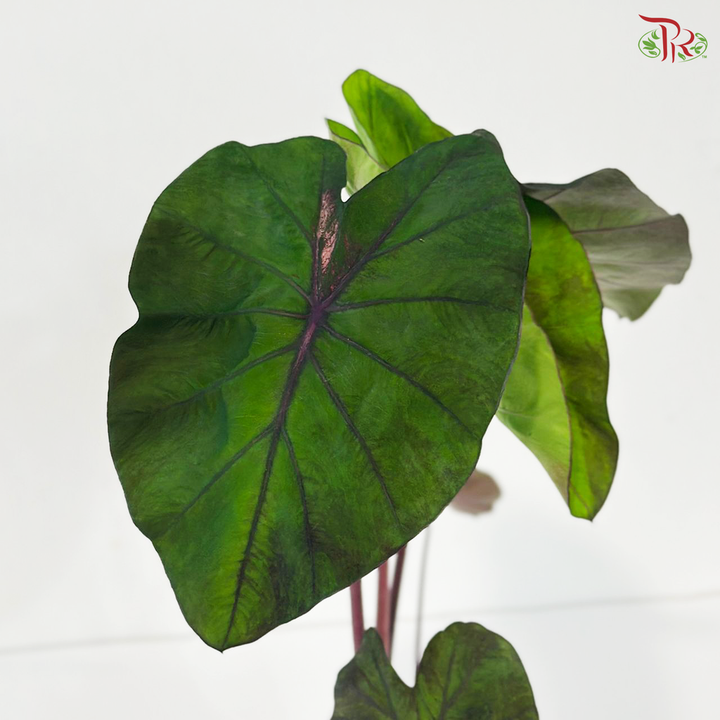 Colocasia Red Redemption P120《红脉芋》