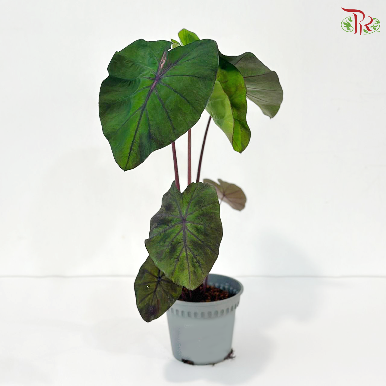 Colocasia Red Redemption P120《红脉芋》