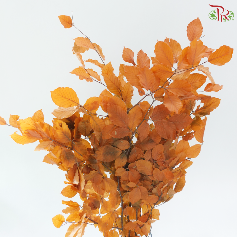 Dried Copperbeech Fagus - Autumn Brown (Per Bunch)