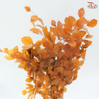 Dried Copperbeech Fagus - Autumn Brown (Per Bunch)