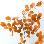 Dried Copperbeech Fagus - Autumn Brown (Per Bunch)