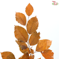 Dried Copperbeech Fagus - Autumn Brown (Per Bunch)