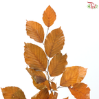 Dried Copperbeech Fagus - Autumn Brown (Per Bunch)