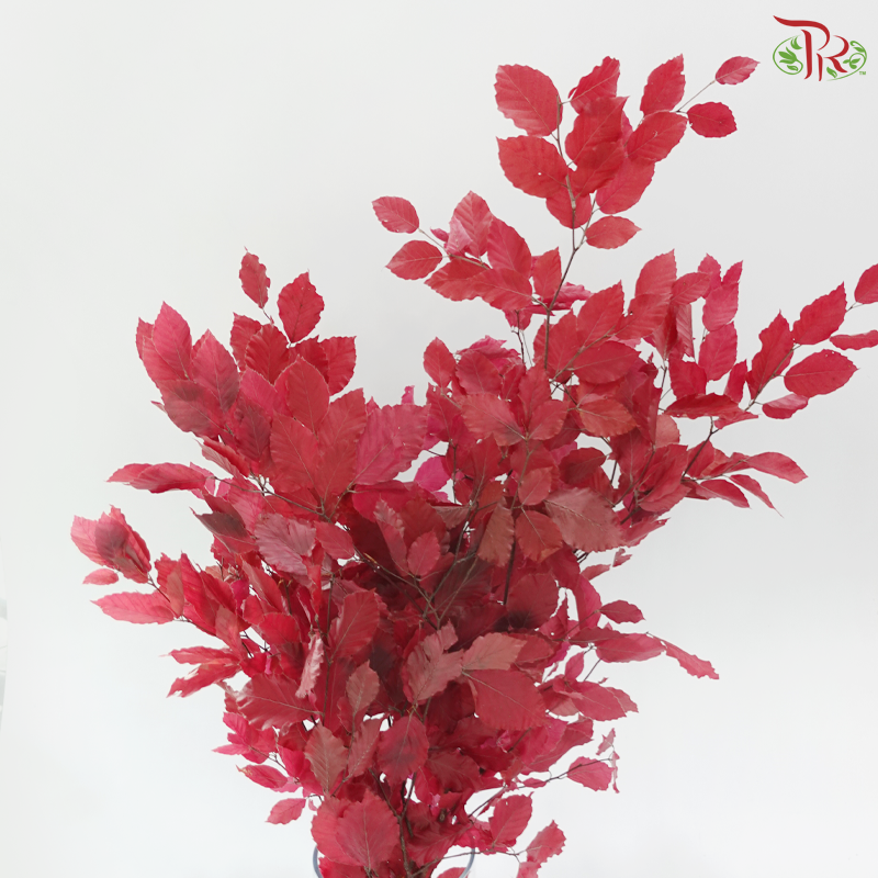Dried Copperbeech Fagus - Red (Per Bunch)