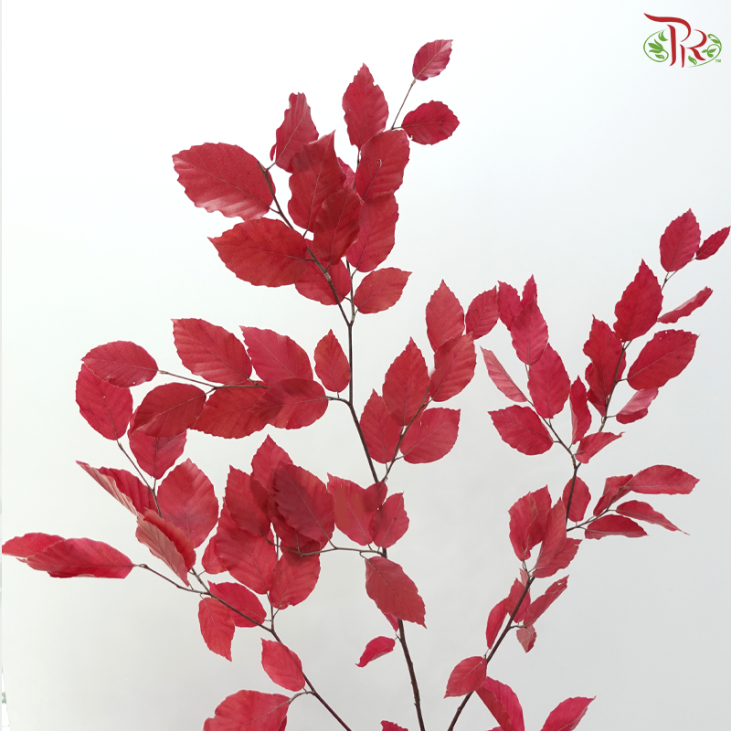 Dried Copperbeech Fagus - Red (Per Bunch)