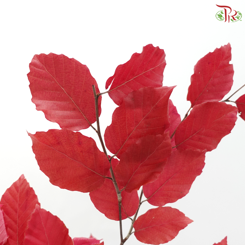 Dried Copperbeech Fagus - Red (Per Bunch)