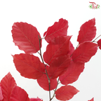 Dried Copperbeech Fagus - Red (Per Bunch)