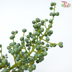 Coquilla Nut - (Per Stem)