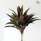 HW - Snow Cordyline Champagne