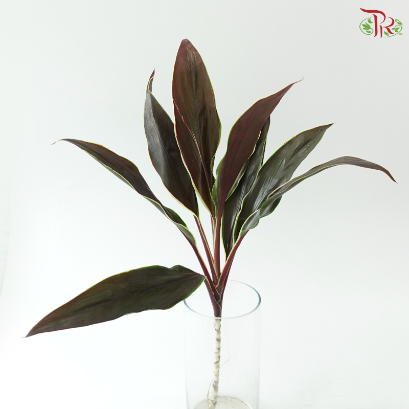 HW - Snow Cordyline Champagne