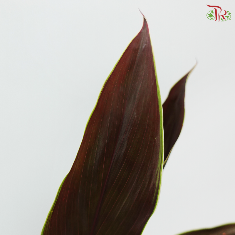 HW - Snow Cordyline Champagne