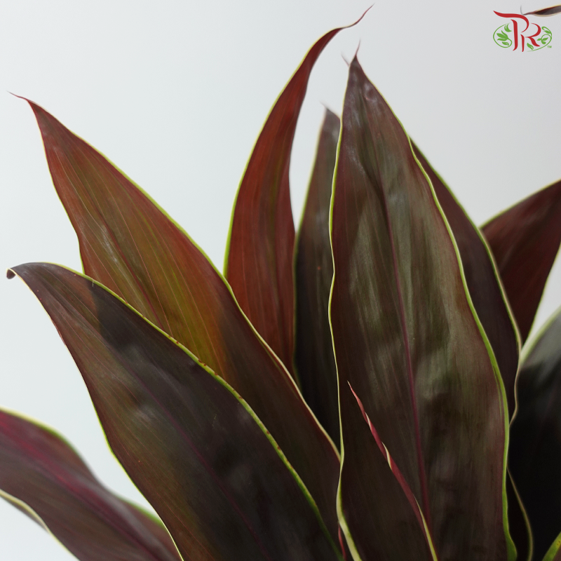 HW - Snow Cordyline Champagne