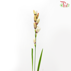 Corn Lilies - Cream With Purple Line (Per Bunch)