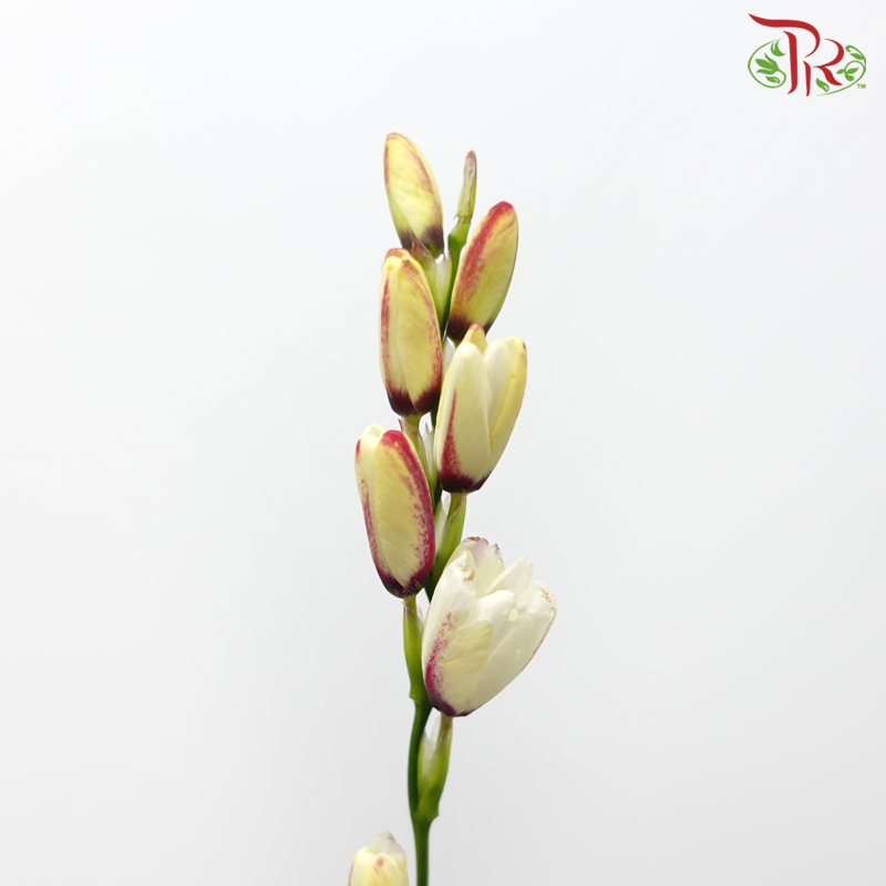 Corn Lilies - Cream With Purple Line (Per Bunch)