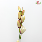 Corn Lilies - Cream With Purple Line (Per Bunch)