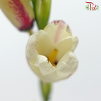 Corn Lilies - Cream With Purple Line (Per Bunch)