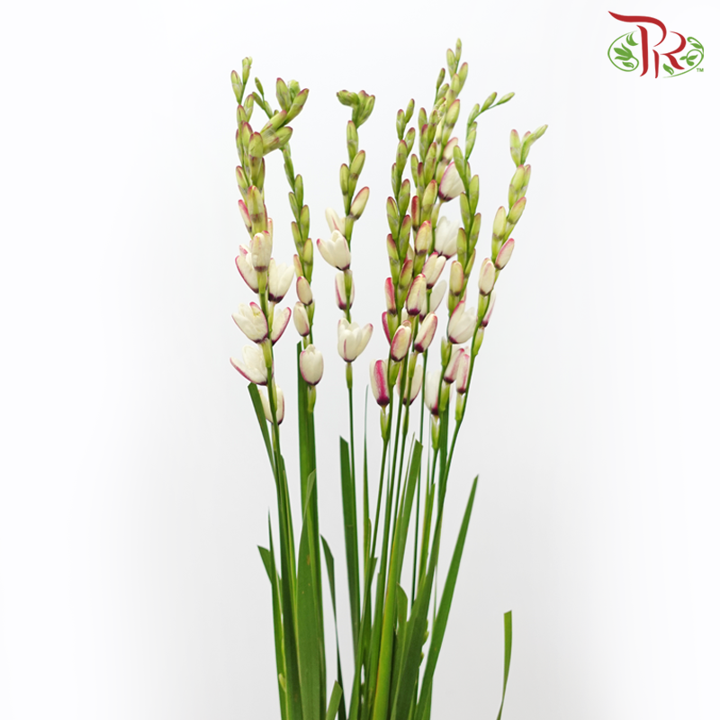 Corn Lilies - Cream With Purple Line (Per Bunch)