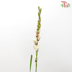 Corn Lilies - Cream With Purple Line (Per Bunch)