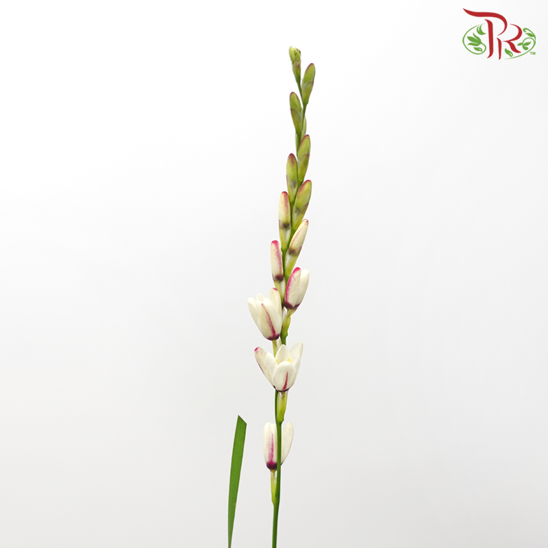 Corn Lilies - Cream With Purple Line (Per Bunch)