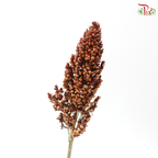 Broomcorn - Red (Per Bunch)