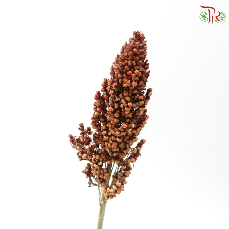 Broomcorn - Red (Per Bunch)