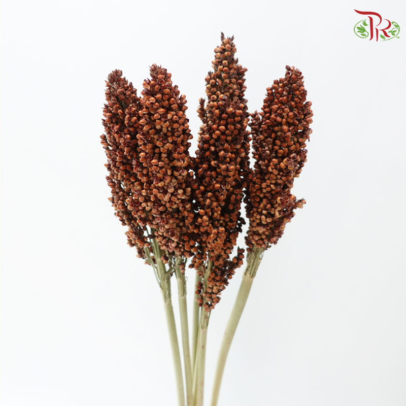 Broomcorn - Red (Per Bunch)