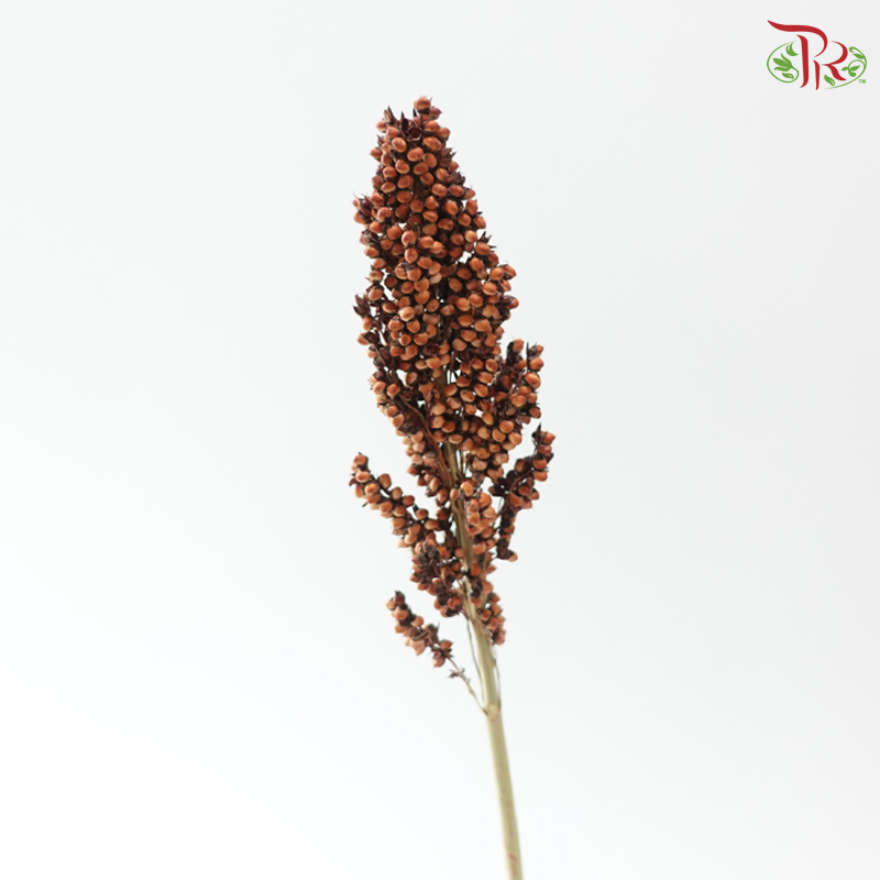 Broomcorn - Red (Per Bunch)