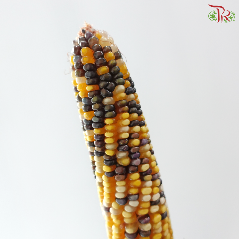 Ornamental Corn (Per Bunch)
