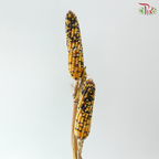 Ornamental Corn (Per Bunch)