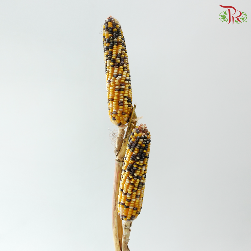 Ornamental Corn (Per Bunch)