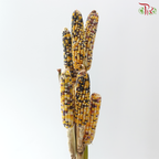 Ornamental Corn (Per Bunch)