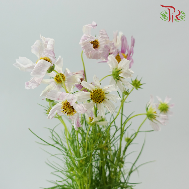 Cosmos《波斯菊》