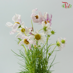 Cosmos《波斯菊》