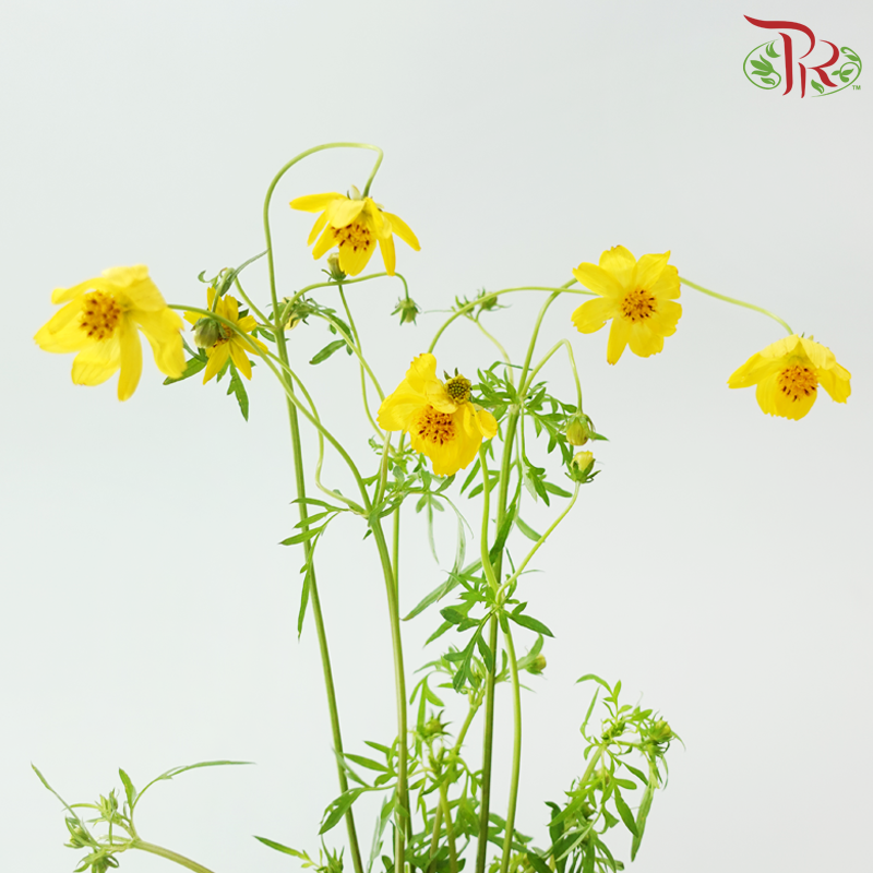 Cosmos《波斯菊》
