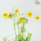 Cosmos《波斯菊》