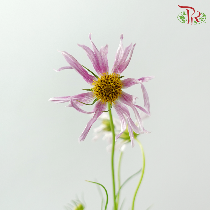 Cosmos《波斯菊》