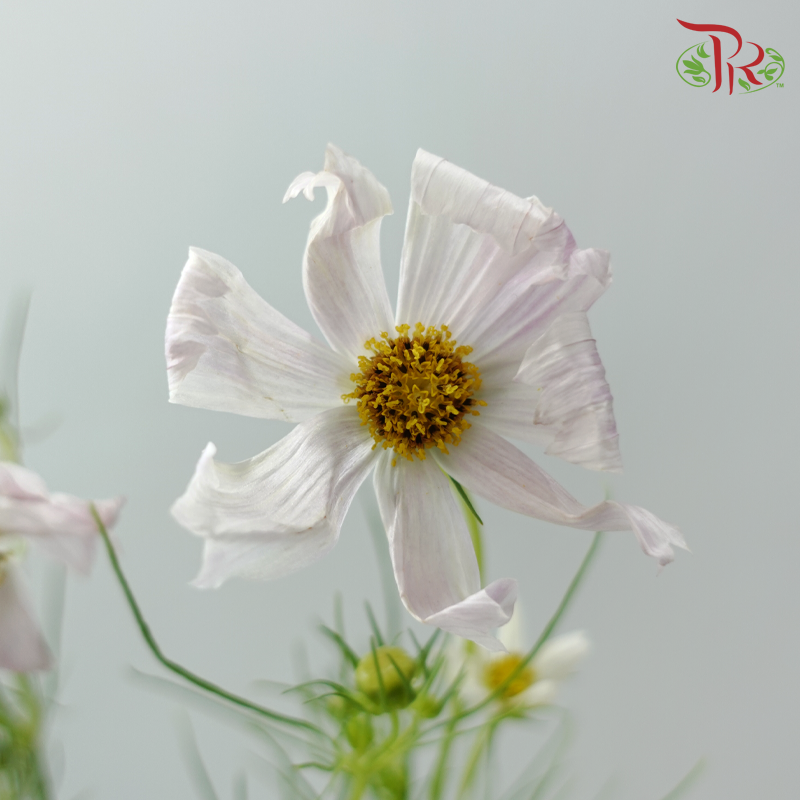 Cosmos《波斯菊》