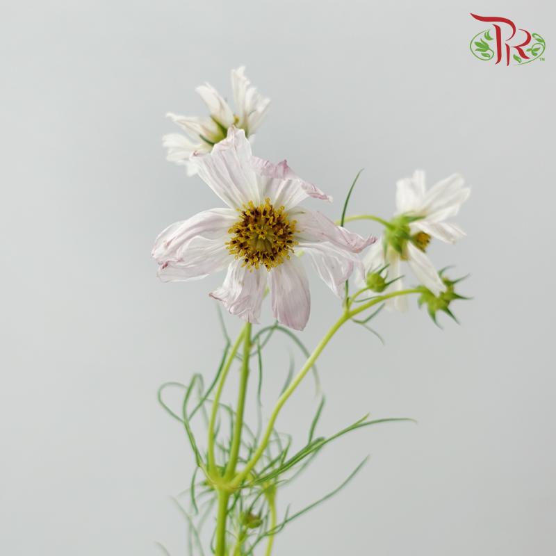 Cosmos《波斯菊》