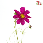 Cosmos《波斯菊》