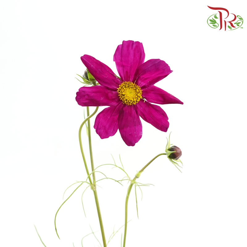 Cosmos《波斯菊》