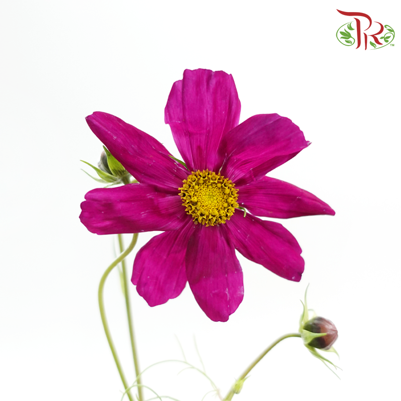 Cosmos《波斯菊》