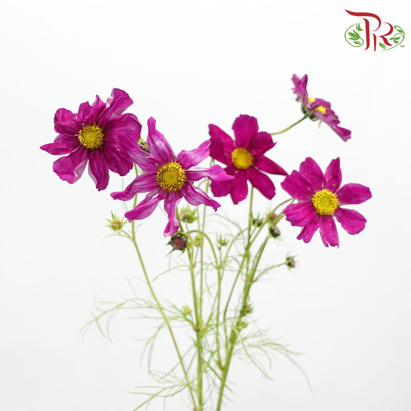 Cosmos Sensation Dazzler (5 Stems) Pudu Ria Florist