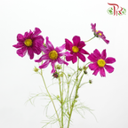 Cosmos《波斯菊》