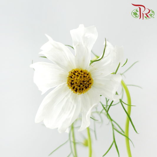 Cosmos - Sensation White (5 Stems)