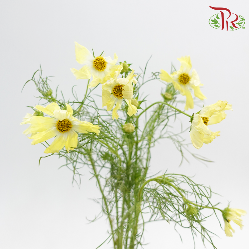 Cosmos《波斯菊》