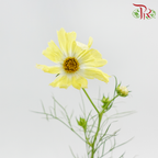Cosmos《波斯菊》