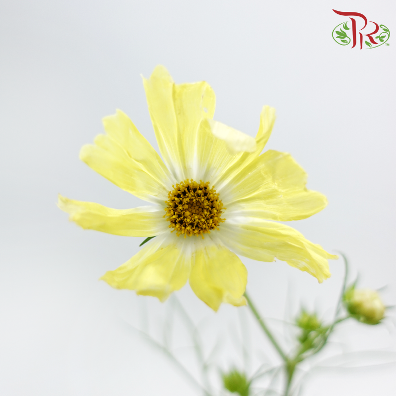 Cosmos Yellow Campus (5 Stems) Pudu Ria Florist