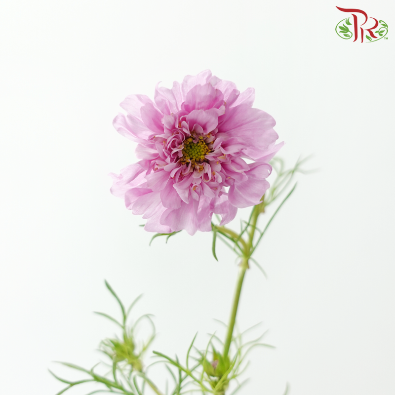 Cosmos《波斯菊》